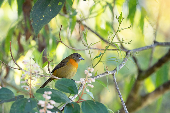 Passerini's Tanager