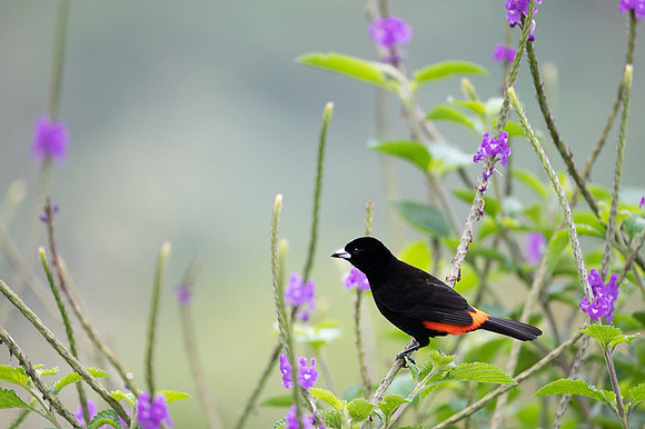Passerini's Tanager