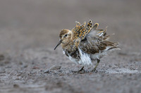 Spotted sandpiper