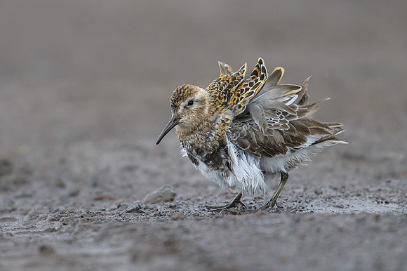 Spotted sandpiper
