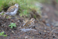Spotted sandpiper
