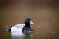 Greater scaup  Ogorzałka zwyczajna