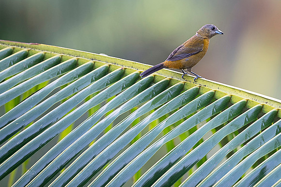 Passerini's Tanager