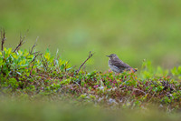 Meadow Pipit  Świergotek łąkowy