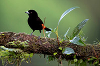 Passerini's Tanager