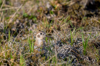 Spotted sandpiper