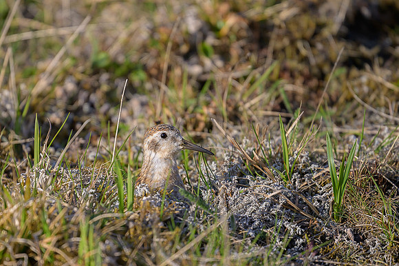Spotted sandpiper