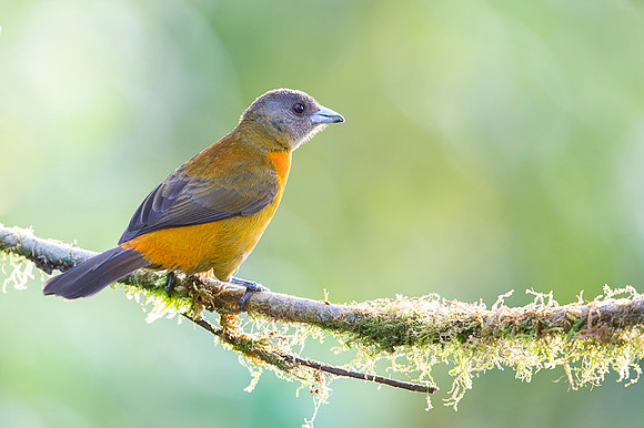 Passerini's Tanager
