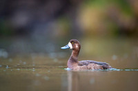 Greater scaup  Ogorzałka zwyczajna