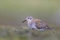 Spotted sandpiper