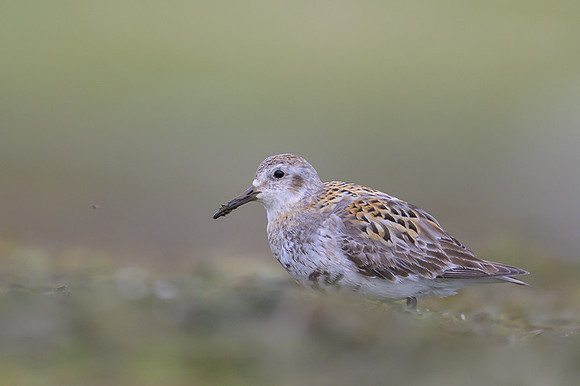 Spotted sandpiper