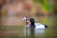 Greater scaup  Ogorzałka zwyczajna