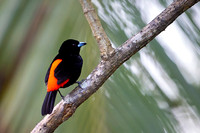 Passerini's Tanager