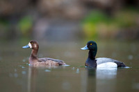 Greater scaup  Ogorzałka zwyczajna