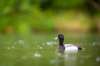 Greater scaup  Ogorzałka zwyczajna