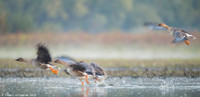 Greylag Goose / Gęgawa