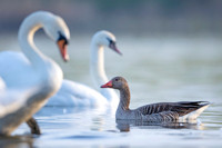 Greylag Goose / Gęgawa