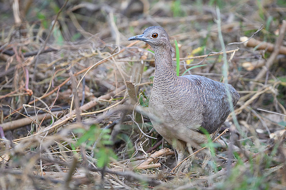 Ondulaed Tinamou