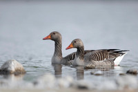 Greylag Goose / Gęgawa