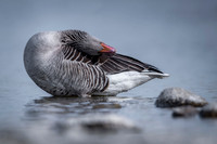 Greylag Goose / Gęgawa