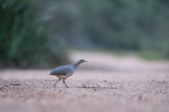 Ondulaed Tinamou