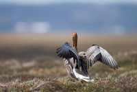Greylag Goose / Gęgawa