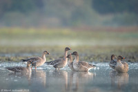 Greylag Goose / Gęgawa
