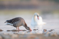 Greylag Goose / Gęgawa
