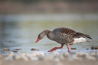 Greylag Goose / Gęgawa