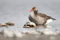 Greylag Goose / Gęgawa