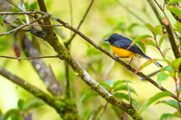 Slate-throated Redstart