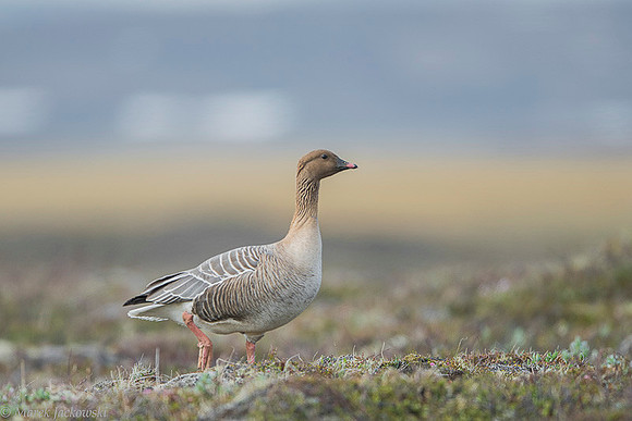 Greylag Goose / Gęgawa
