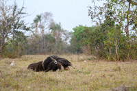 Giant Anteater