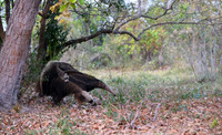 Giant Anteater