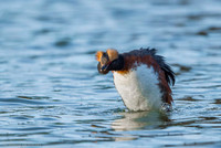 Slavonian grebe / Perkoz rogaty