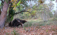 Giant Anteater