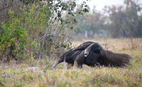Giant Anteater