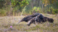 Giant Anteater