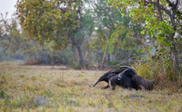 Giant Anteater
