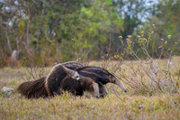 Giant Anteater