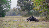 Giant Anteater