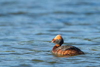 Slavonian grebe / Perkoz rogaty