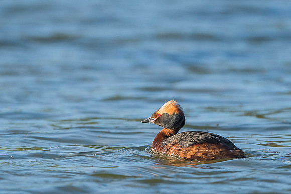 Slavonian grebe / Perkoz rogaty