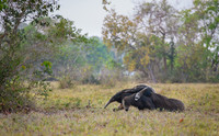 Giant Anteater