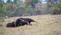 Giant Anteater