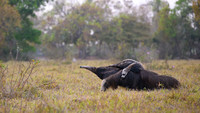 Giant Anteater