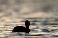 Slavonian grebe / Perkoz rogaty