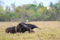 Giant Anteater