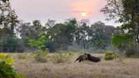 Giant Anteater