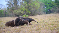 Giant Anteater